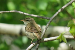 Acrocephalus dumetorum