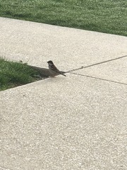 Passer domesticus