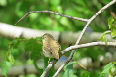 Acrocephalus dumetorum