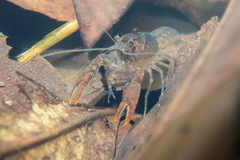 Cherax