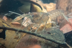 Cherax