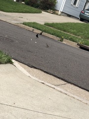 Passer domesticus