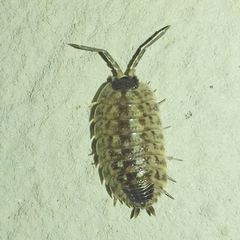 Porcellio spinicornis