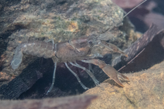 Cherax