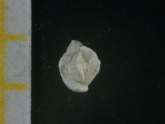Quinqueloculina bradyana