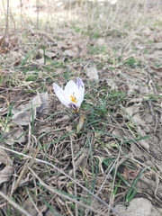 Crocus biflorus
