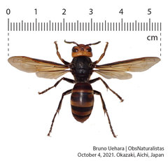 Vespa analis insularis