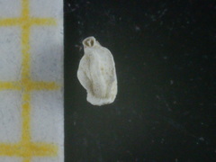 Quinqueloculina bradyana