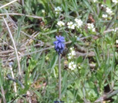 Muscari neglectum