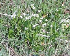 Calepina irregularis