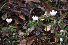 Anemonoides trifolia albida