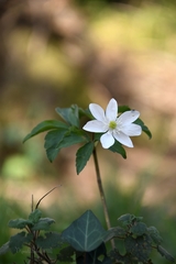 Anemonoides trifolia albida