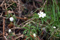 Anemonoides trifolia albida
