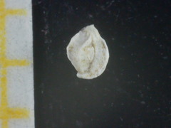 Quinqueloculina bradyana