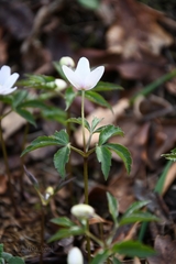 Anemonoides trifolia albida