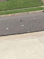 Passer domesticus