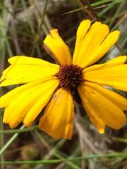 Coreopsis gladiata