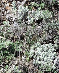 Teucrium gnaphalodes