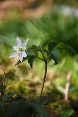 Three-leaved Anemone
