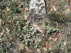 Teucrium gnaphalodes