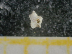 Quinqueloculina bradyana