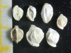 Quinqueloculina bradyana