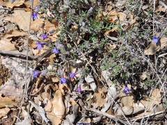 Lithodora fruticosa