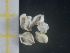 Quinqueloculina bradyana