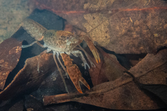 Cherax