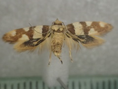 Macrobathra callispila