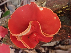 Sarcoscypha humberiana