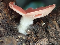 Sarcoscypha humberiana