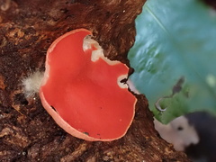 Sarcoscypha humberiana