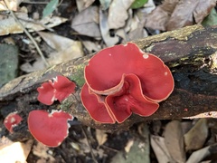 Sarcoscypha humberiana