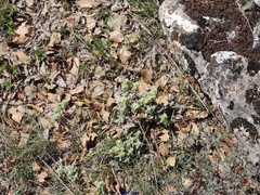 Teucrium gnaphalodes