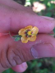 Abutilon trisulcatum