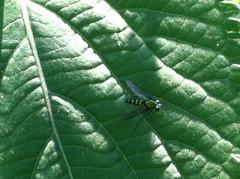 Condylostylus longicornis