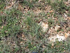 Dactylis glomerata hispanica