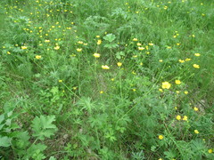 Ranunculus propinquus
