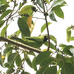 Chloropsis sonnerati