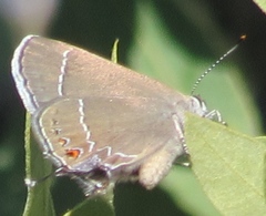Satyrium polingi