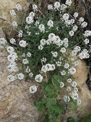 Lobularia maritima