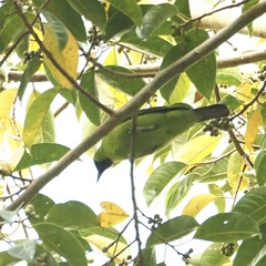 Chloropsis sonnerati