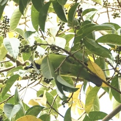 Chloropsis sonnerati