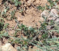 Coronilla scorpioides