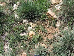 Coronilla scorpioides