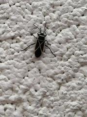 Ochrostomus pulchellus