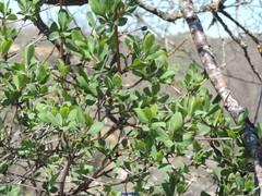 Lonicera etrusca