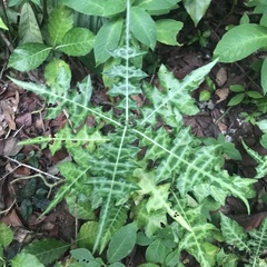 Acanthus ilicifolius