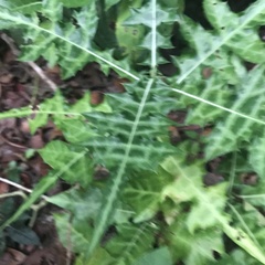 Acanthus ilicifolius